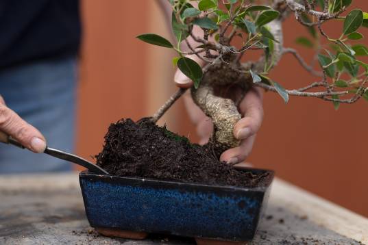 Pflege_Schale_Erde_Upsourcen Pw_4